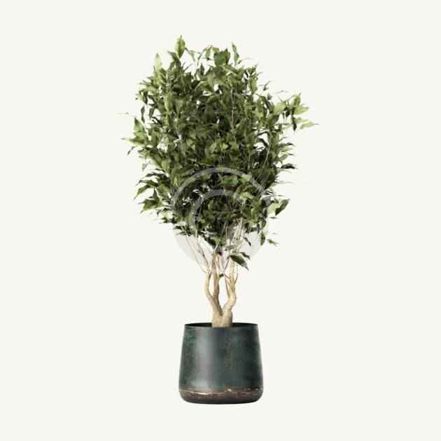 Weeping fig