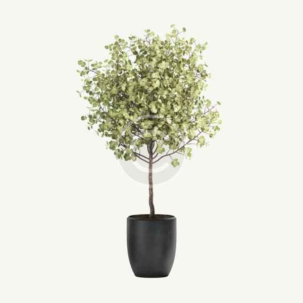 Eucalyptus tree - Image 3
